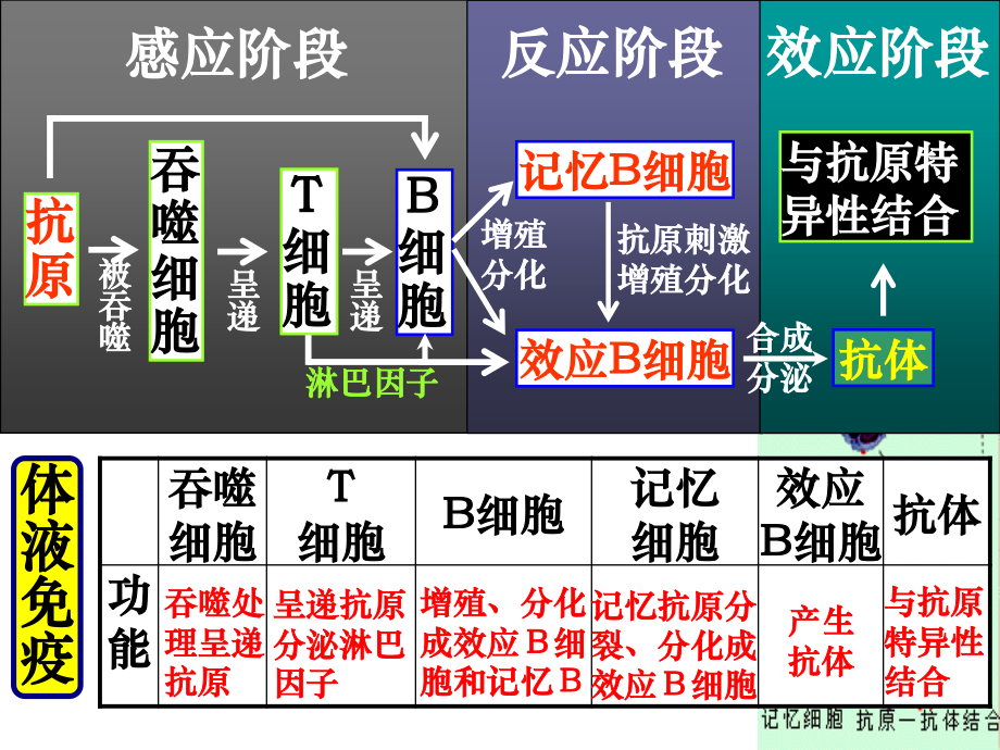 人体的第三道防线：体液免疫和细胞免疫的过程.ppt_第3页