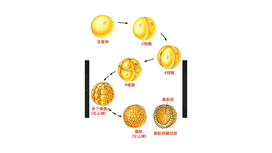 4.1-细胞分化形成组织.pptx_第2页