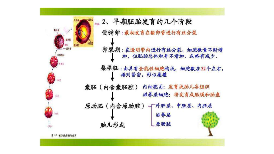 4.1-细胞分化形成组织.pptx_第3页