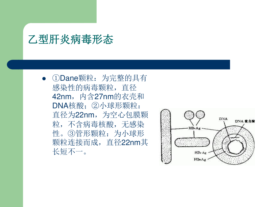 南昌丙肝医院治肝8项注意!.ppt_第3页