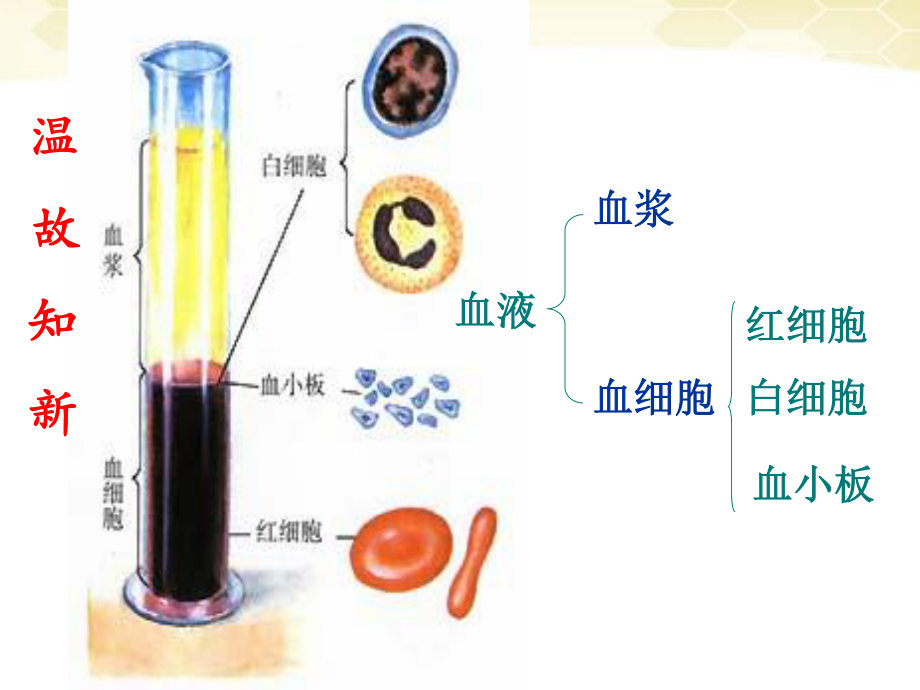 4.4-输血与血型综述.ppt_第1页