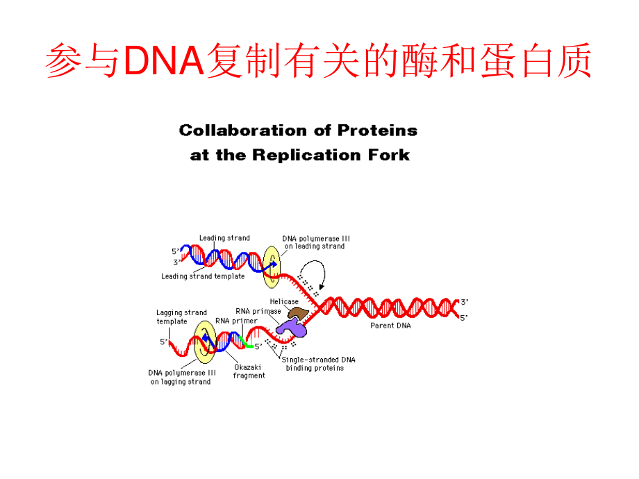 4+参与DNA复制有关的酶和蛋白质.ppt_第1页