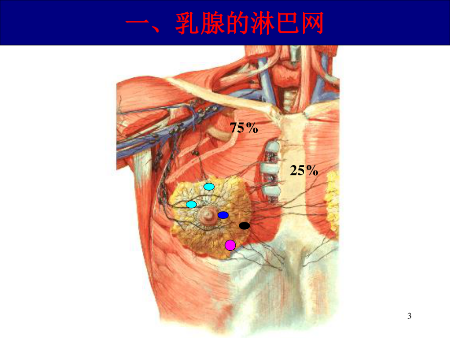 4甲状腺乳腺116.ppt_第3页