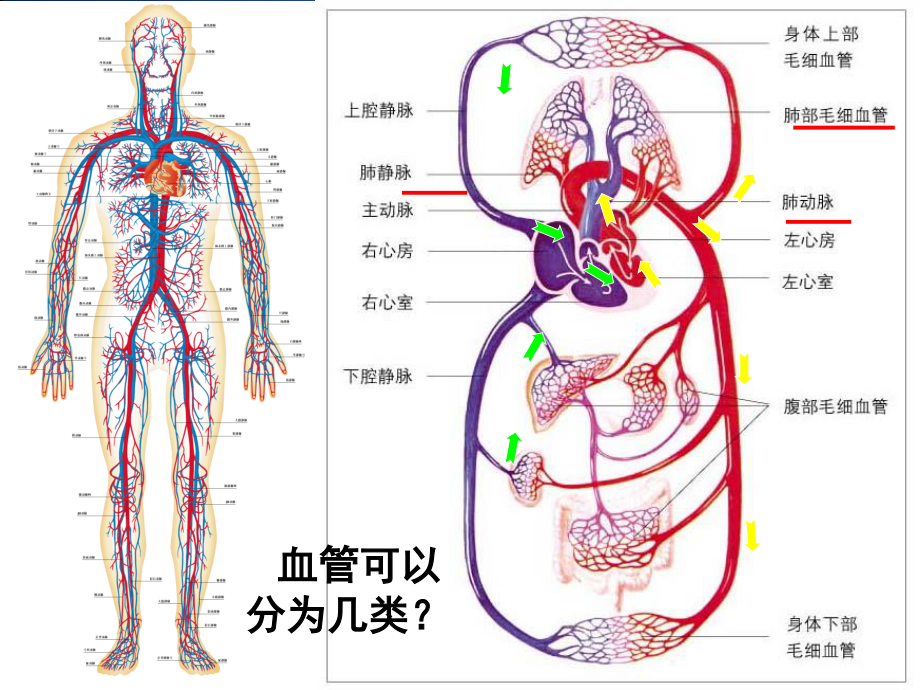 北师大版-血液循环.ppt_第1页