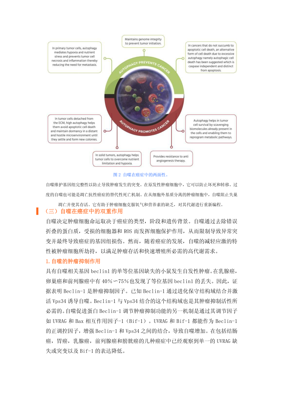 【详述】为何自噬对癌症具有两面性？.pdf_第3页