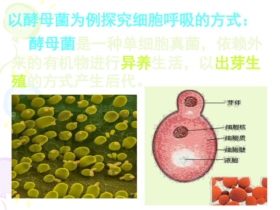 531细胞呼吸之酵母菌细胞呼吸方式.ppt_第2页