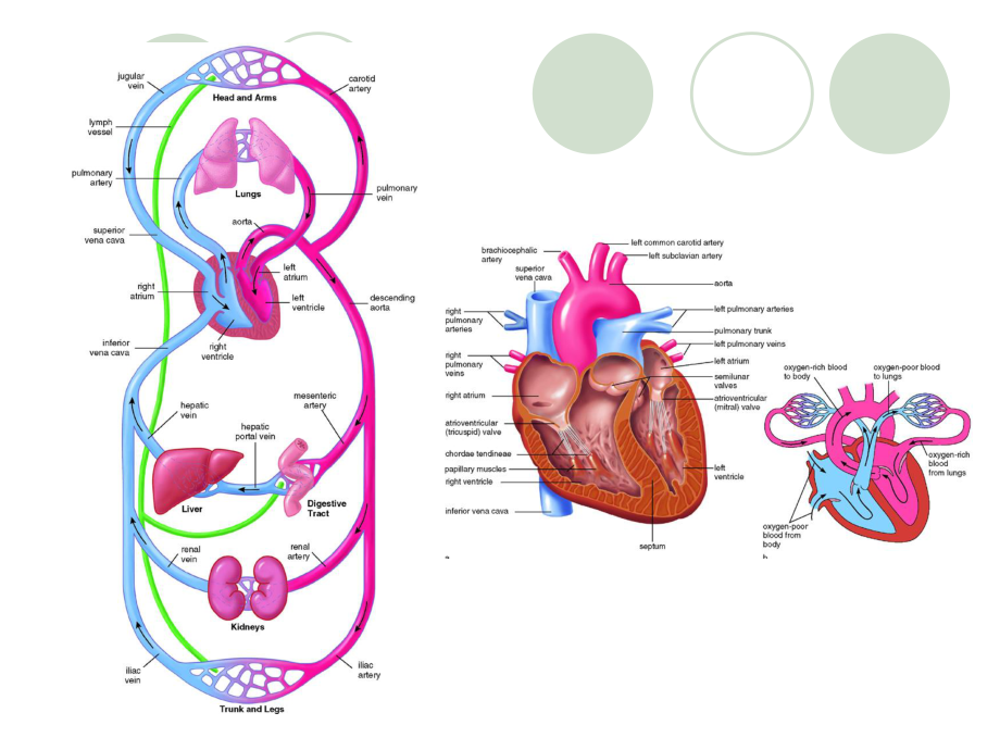 九章血液循环-PPT文档资料.ppt_第2页