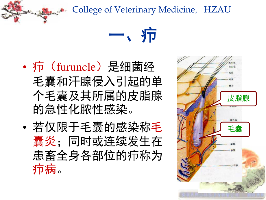 4第二章外科局部感染.ppt_第2页