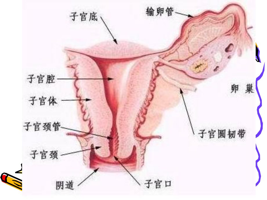 全子宫--次全子宫手.ppt_第2页