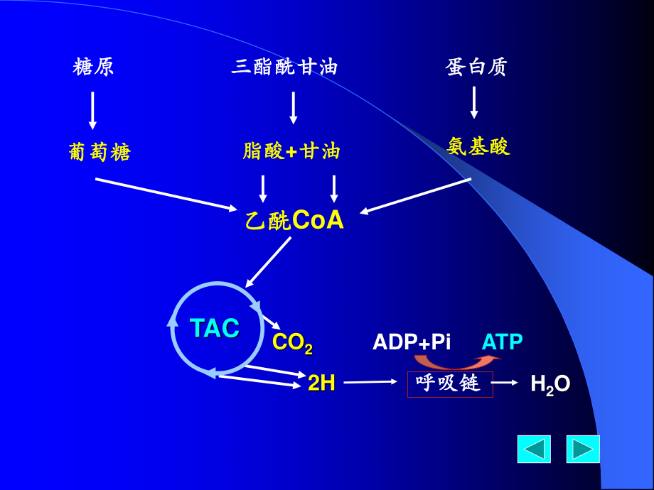 人体内能量代谢.ppt_第3页