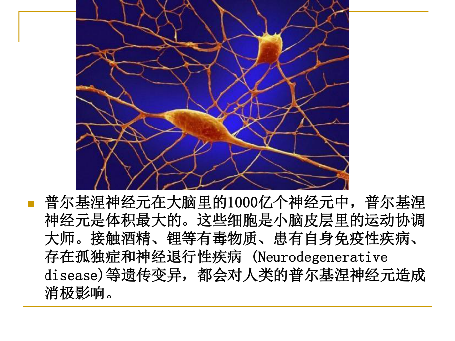 人体显微照片.ppt_第1页