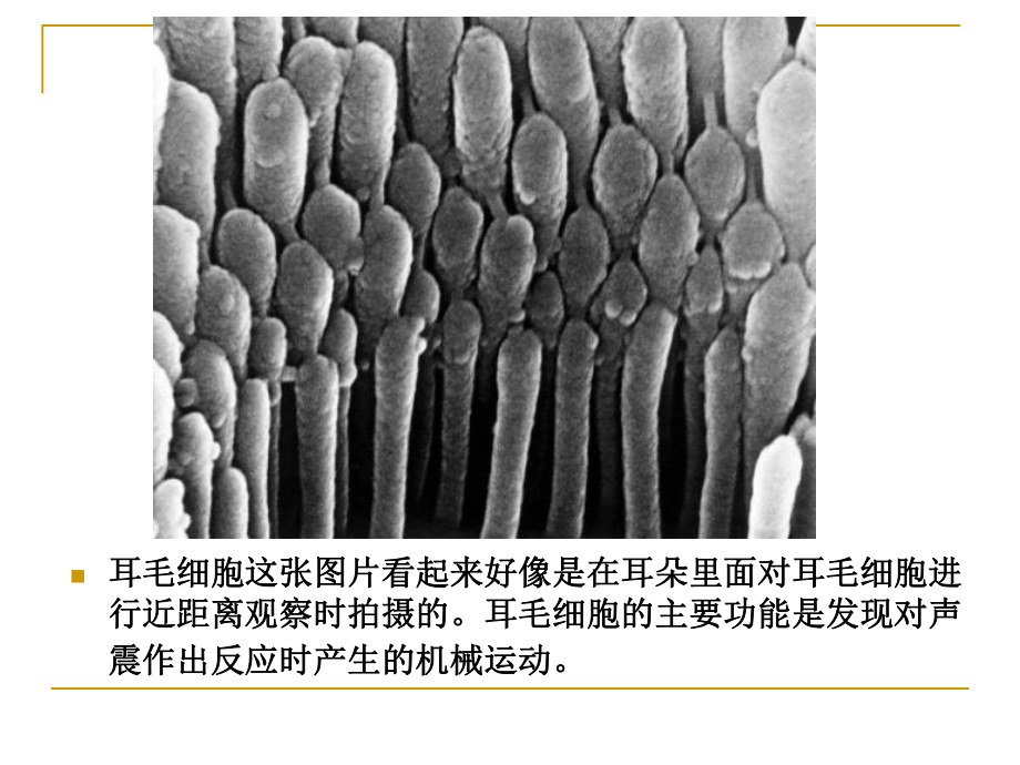 人体显微照片.ppt_第2页