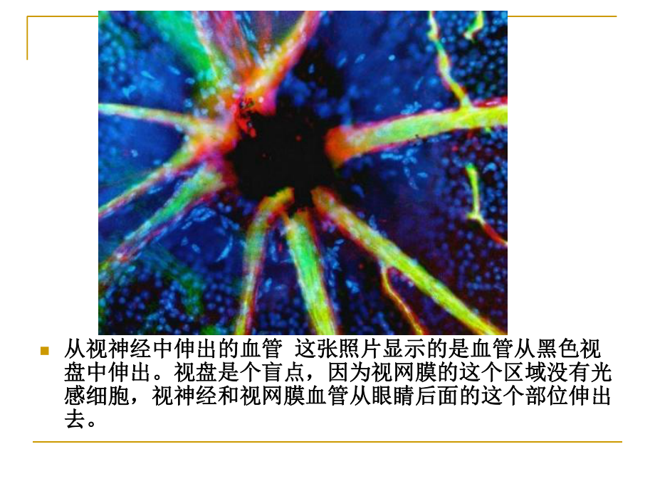 人体显微照片.ppt_第3页