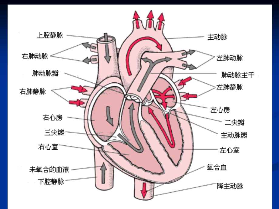 充血性心力衰竭10.06.ppt_第3页