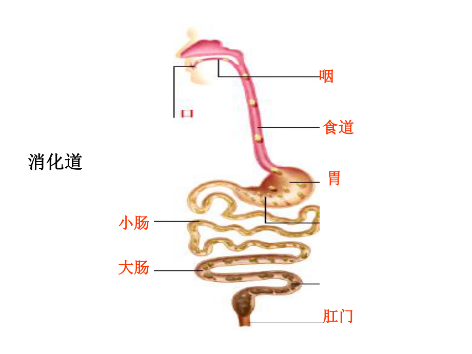 人体消化、循环、呼吸、泌尿系统.ppt_第2页