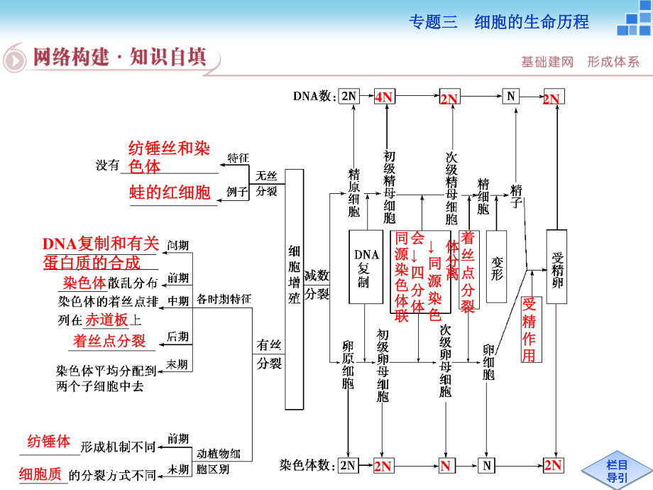 二轮复习-细胞增殖和受精作用.ppt_第3页