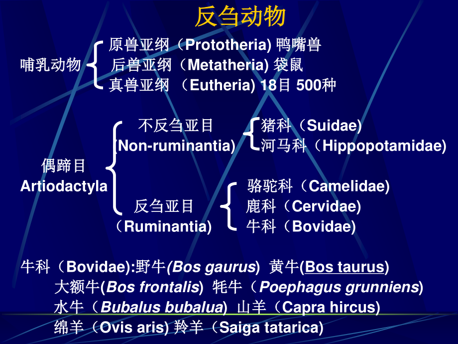 动物的消化、吸收和利用.ppt_第3页