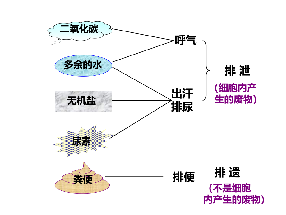 人体泌尿系统的组成(完整版).pptx_第2页