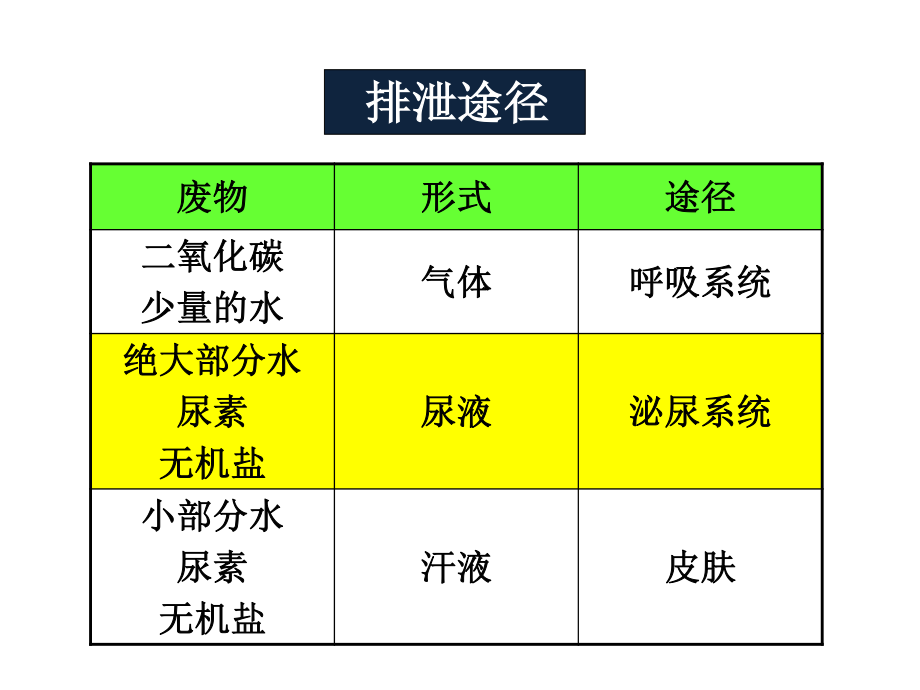 人体泌尿系统的组成(完整版).pptx_第3页