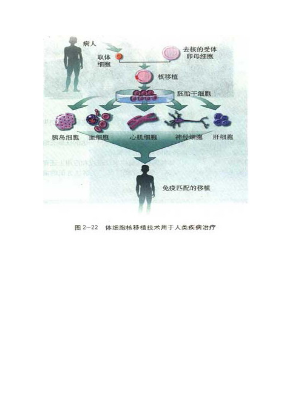 动物细胞培养学案.doc_第3页