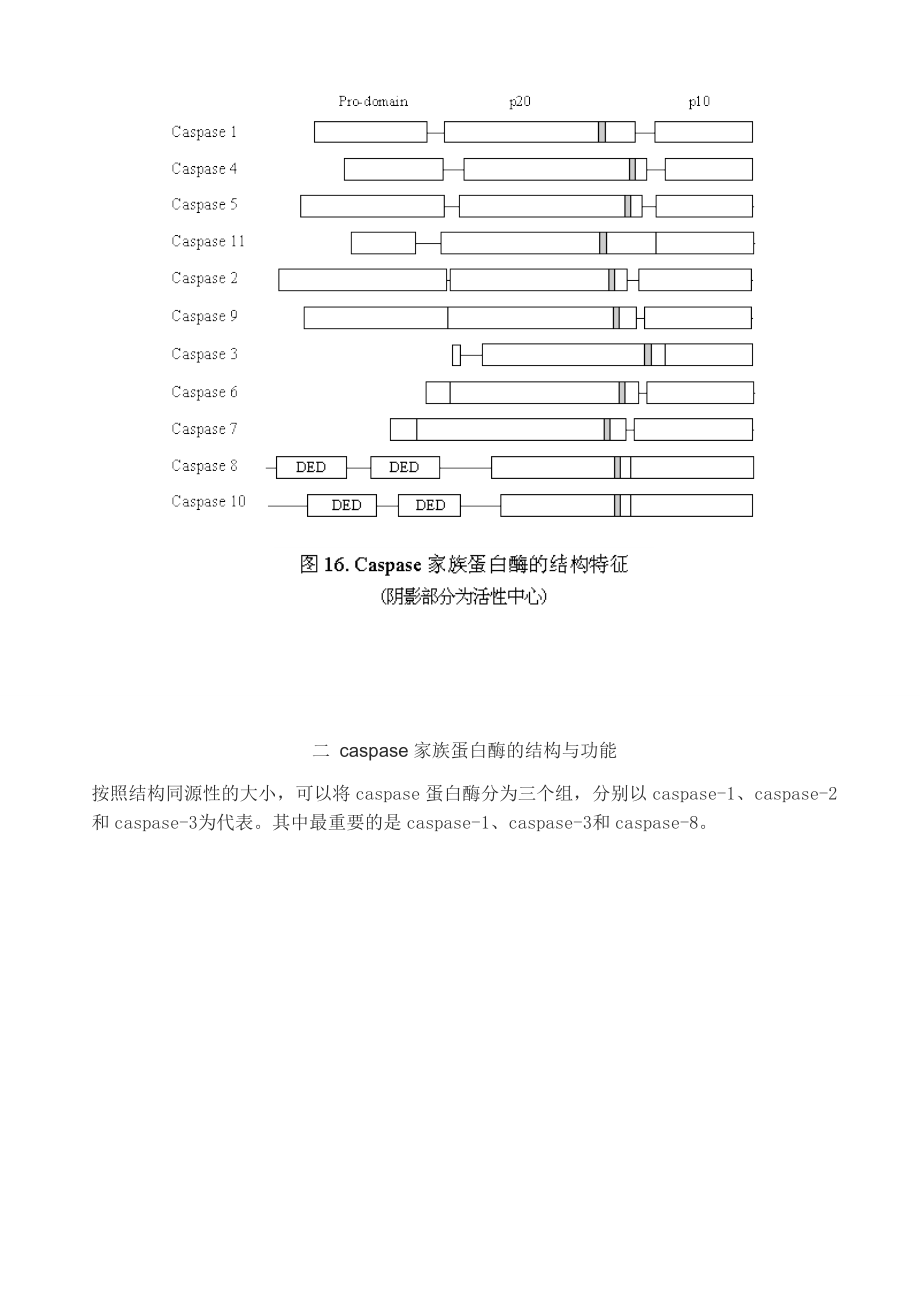 caspase家族及在细胞凋亡中的作用.doc_第3页