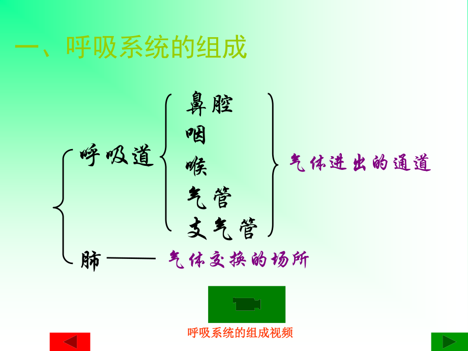 人体与外界的气体交换-济南板2012.2.26.ppt_第2页