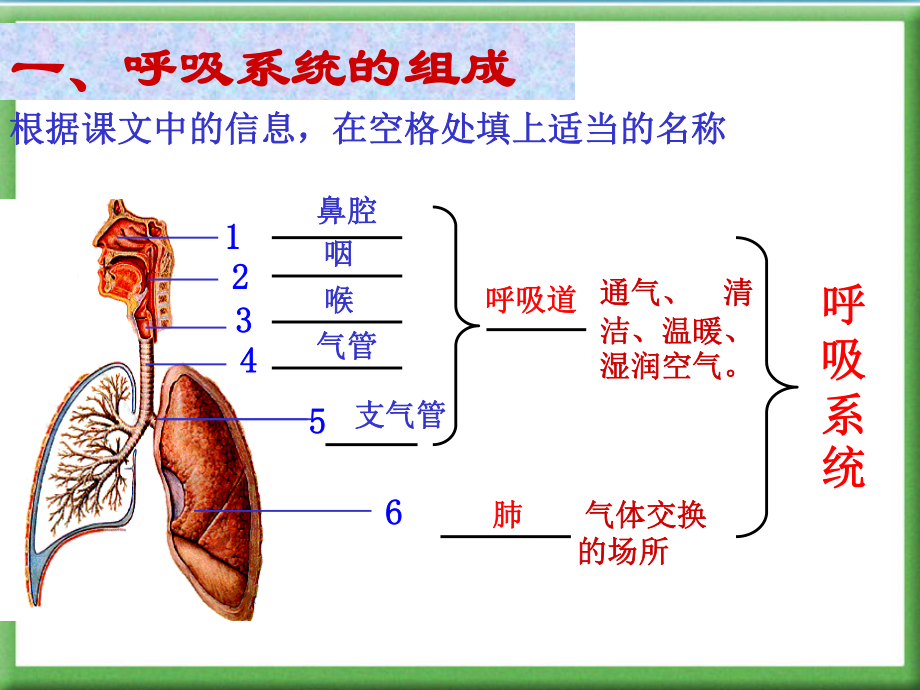 人体的呼吸PPT.ppt_第2页