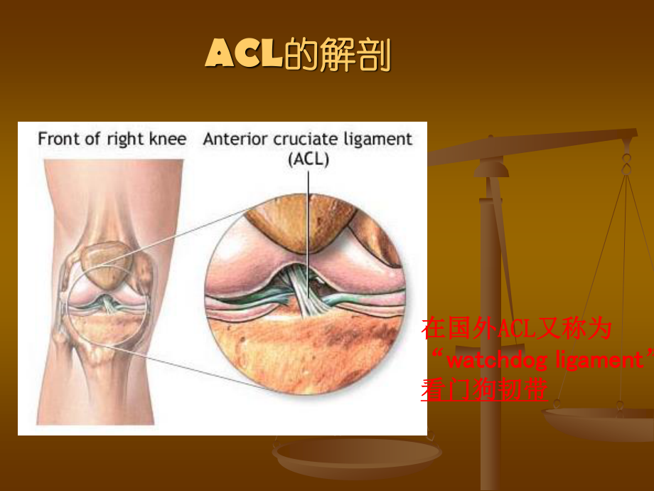 前交叉韧带(ACL)损伤后的康复.ppt_第3页