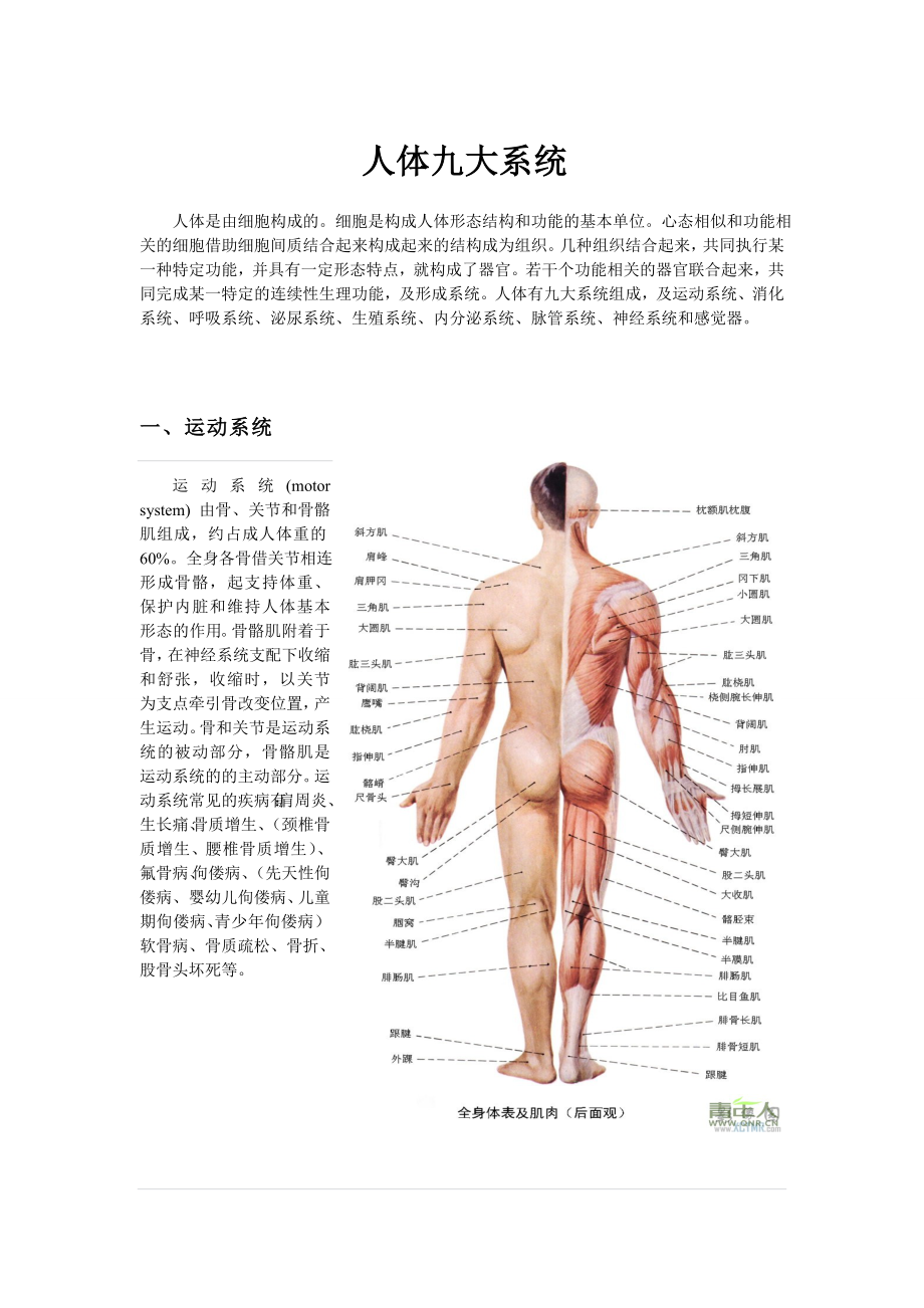 人体九大系统.doc_第1页