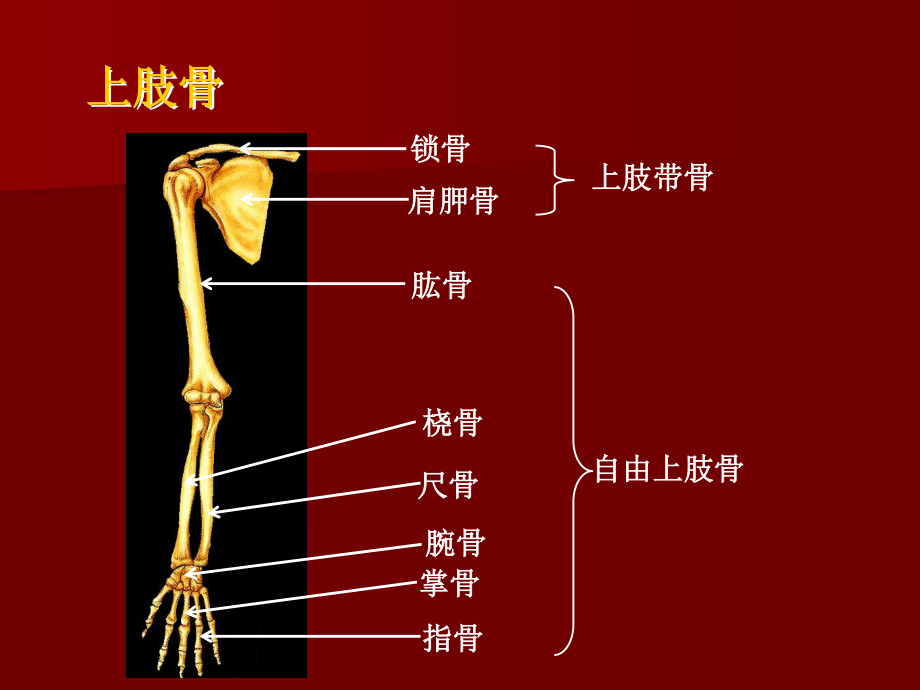 D上肢骨及其骨连结.ppt_第2页