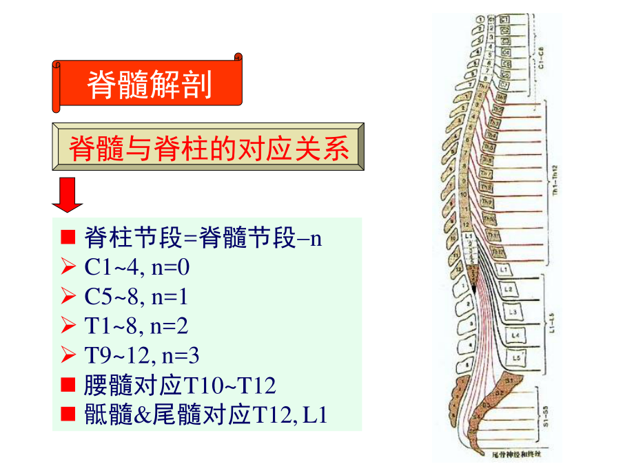 j神经病学脊髓病变.pptx_第3页