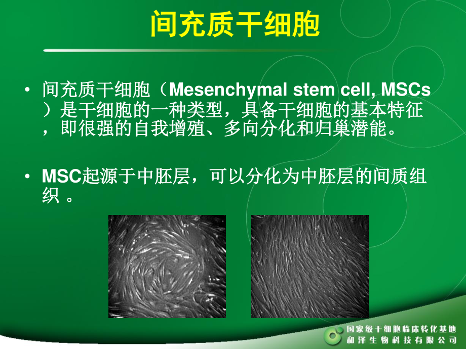 MSC干细胞.ppt_第2页