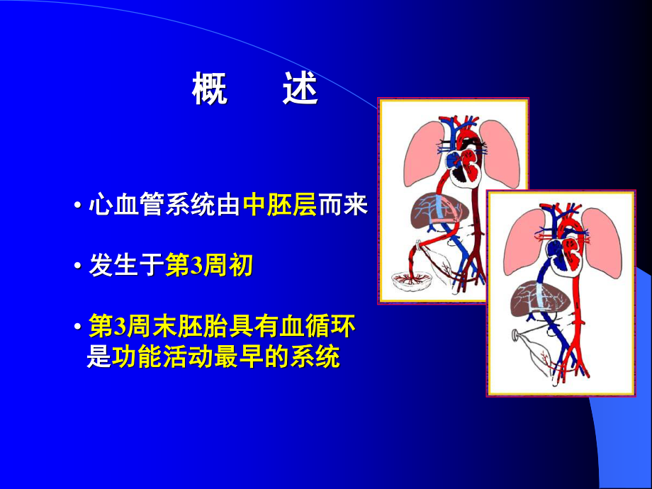 人体组织学和胚胎学(之心脏发生).ppt_第2页