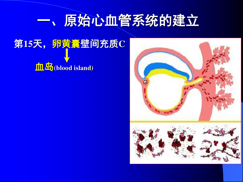 人体组织学和胚胎学(之心脏发生).ppt_第3页