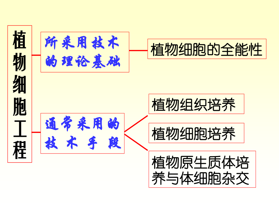 xb四、植物组织与细胞培养.ppt_第3页