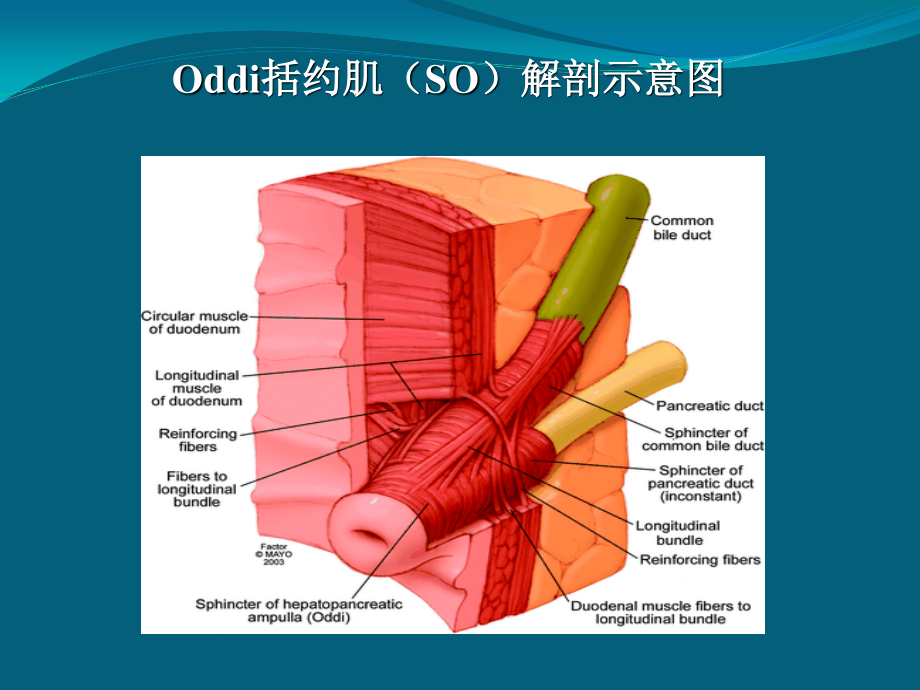 Oddi括约肌运动功能障碍.pptx_第2页