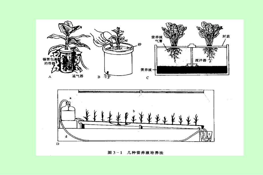 AA第二章--植物的矿质营养.ppt_第3页