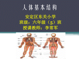 人体基本结构.ppt