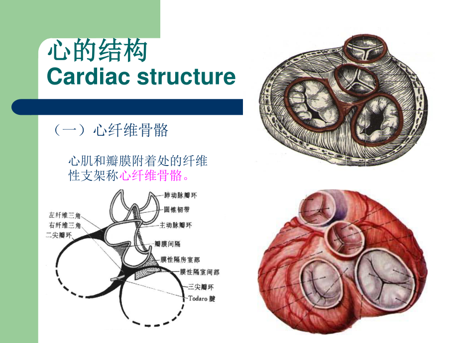 七-心脏粘液瘤.ppt_第2页