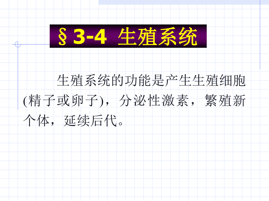 内脏(4)生殖系统.ppt_第1页