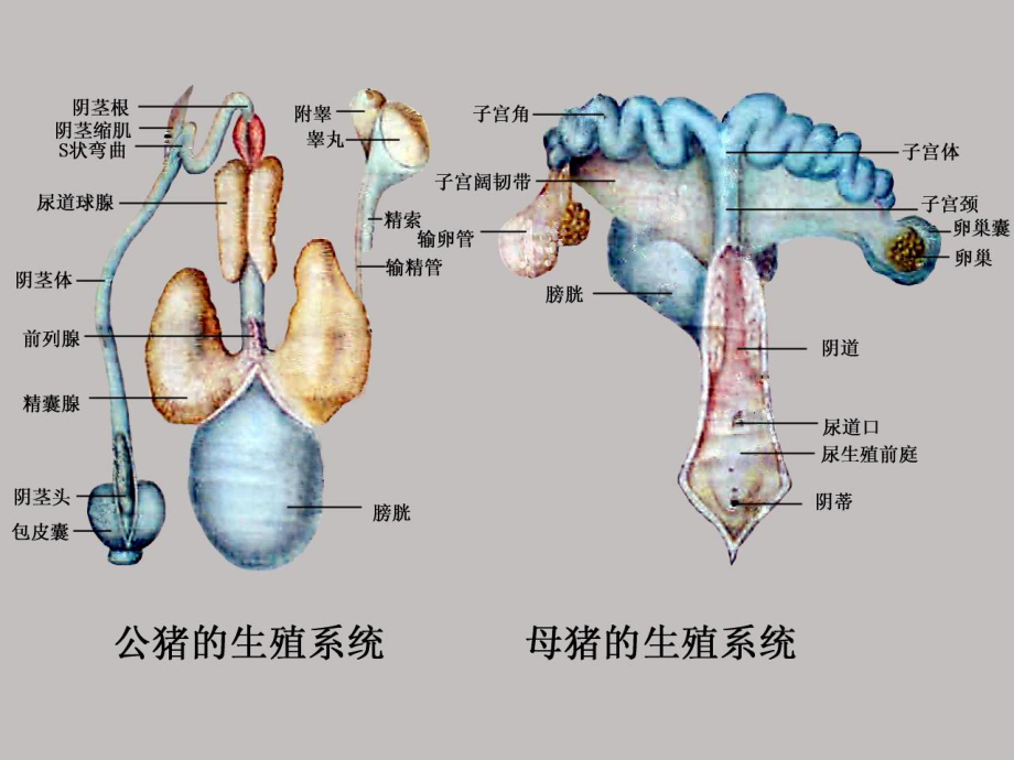 内脏(4)生殖系统.ppt_第2页