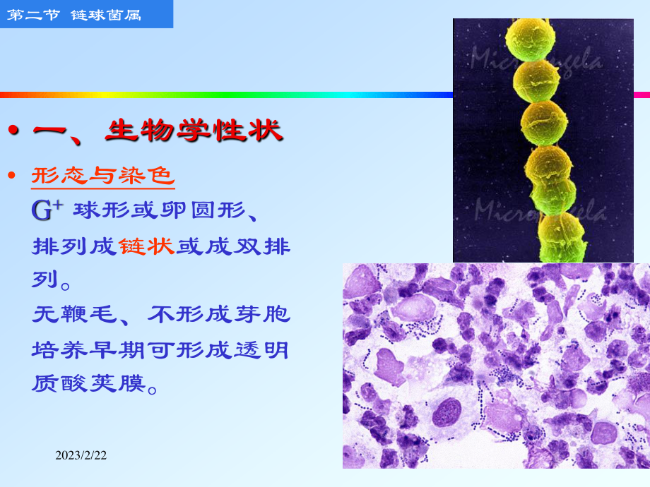 8.2化脓性细菌-链球菌属.ppt_第2页