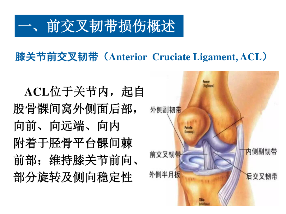 前交叉韧带重建术围手术期康复.pptx_第2页