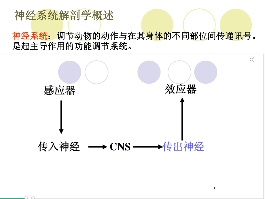 4传出神经系统药.ppt_第2页