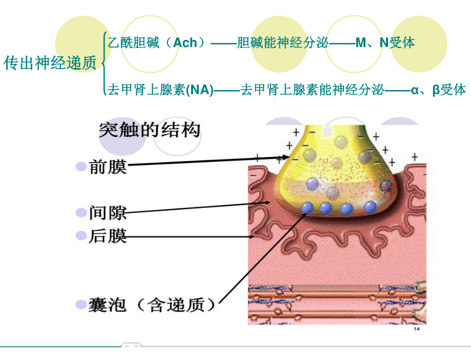 4传出神经系统药.ppt_第3页