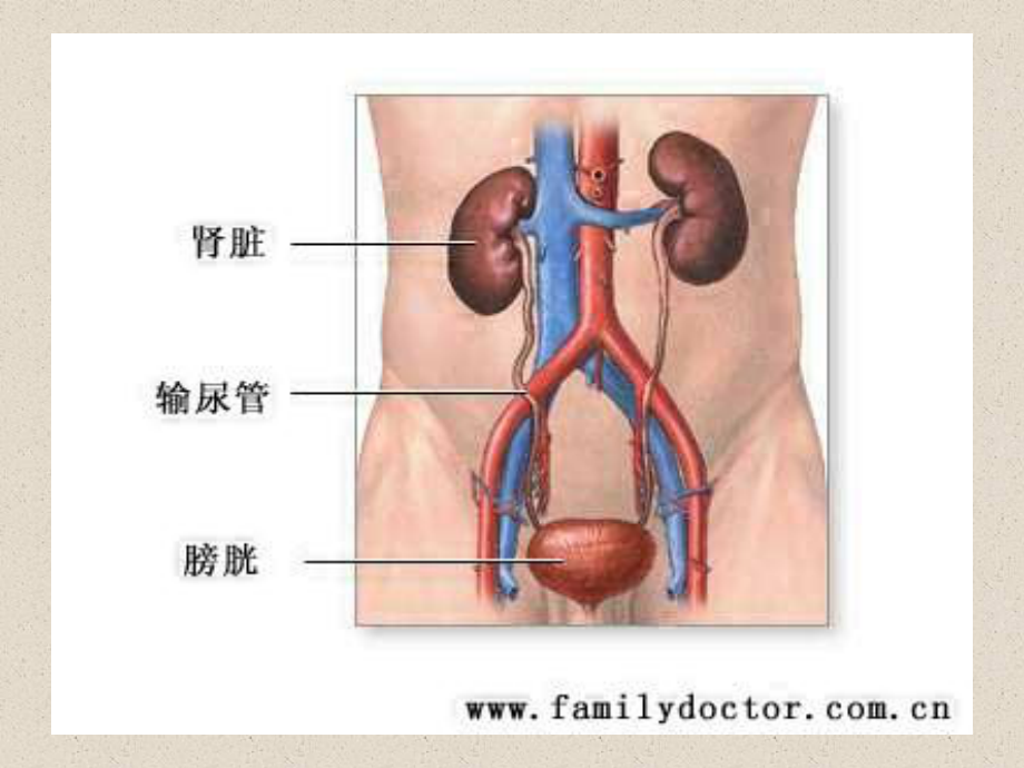 8-泌尿系统.ppt_第3页