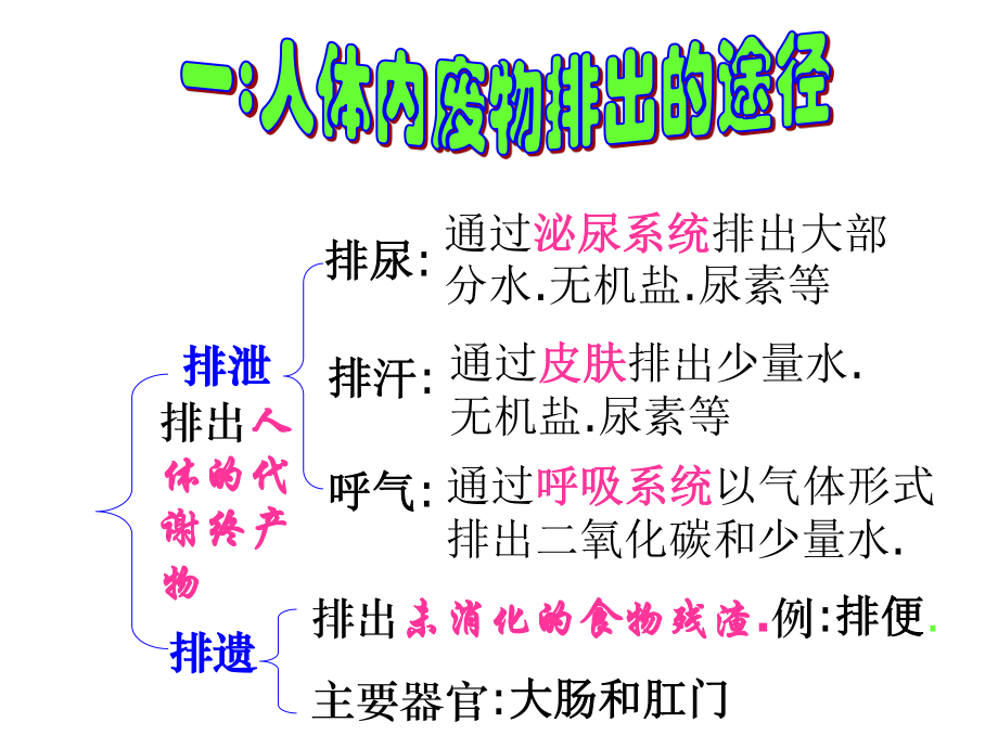 人体内的废物排出.ppt_第3页