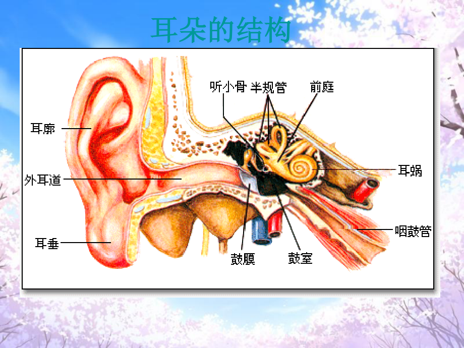 关于耳朵-(2).ppt_第2页