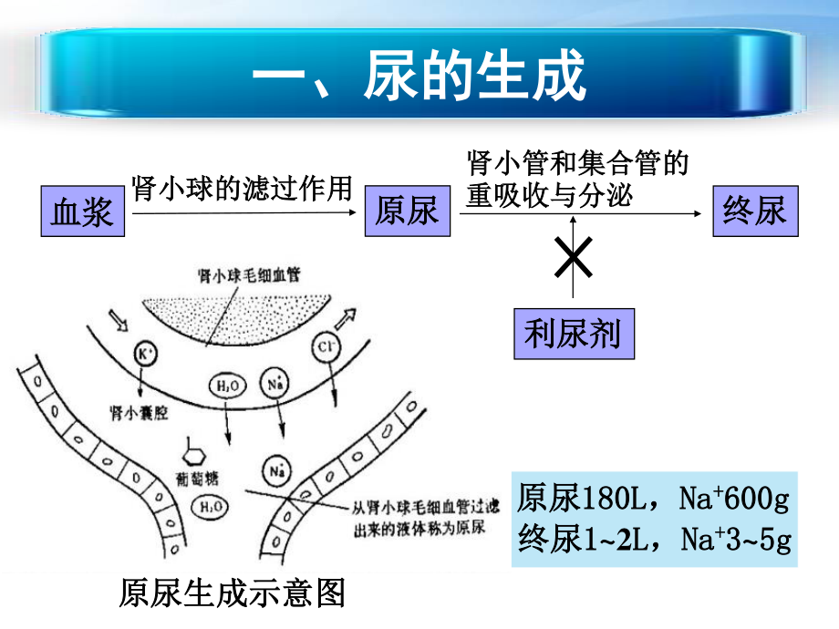 利尿剂概述.ppt_第2页