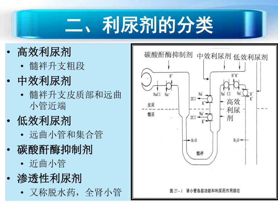 利尿剂概述.ppt_第3页